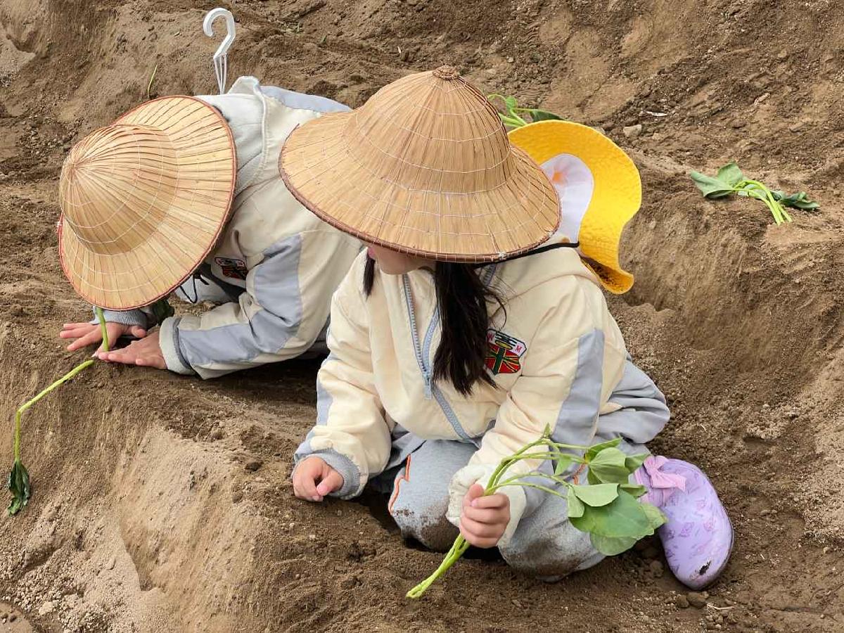 校外教學-地瓜園